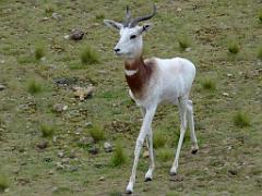 149 BIO PARC DE DOUE LA FONTAINE 7- 2016_000002